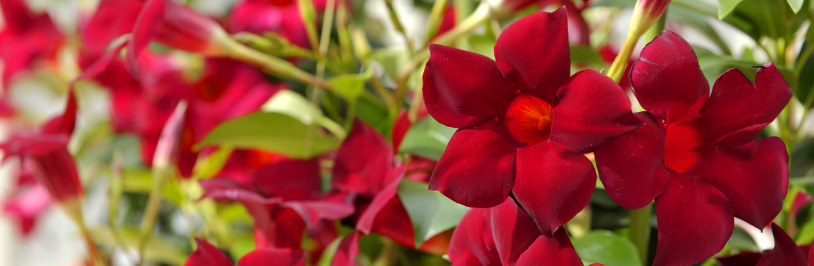サントリーフラワーズ 公式ブログ 花とおしゃべりブログ