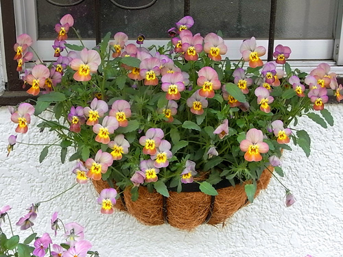 花ざかりビオラ.jpg