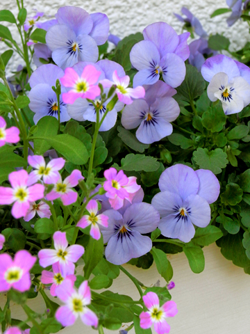 花ざかりビオラとウィンタークローバー