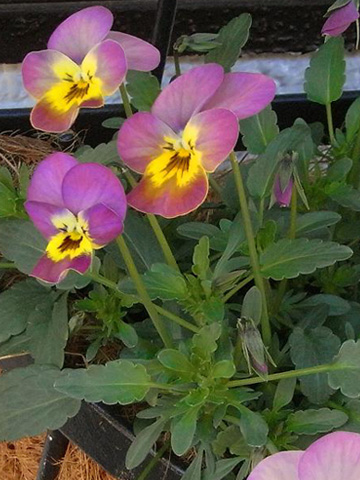 花ざかりビオラ