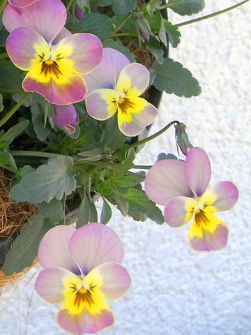 花ざかりビオラ