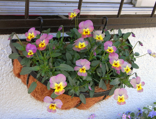 花ざかりビオラ