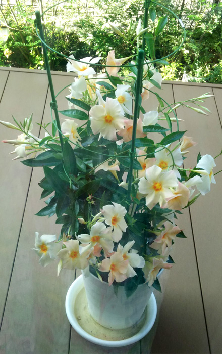 初夏のお花 サンパラソル アプリコット の咲き姿 サントリーフラワーズ 花とおしゃべりブログ