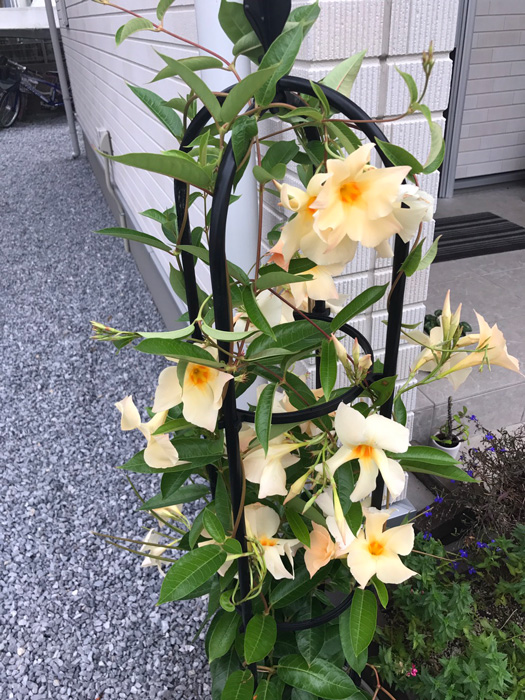 初夏のお花 サンパラソル アプリコット の咲き姿 サントリーフラワーズ 花とおしゃべりブログ