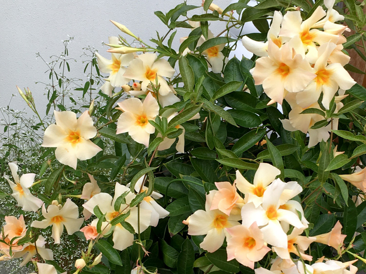 初夏のお花「サンパラソル アプリコット」の咲き姿♪|サントリー 