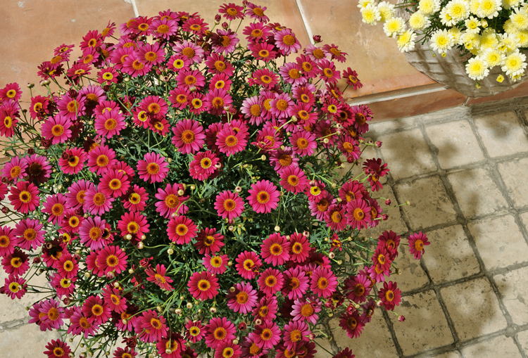 春の花苗 ボンザマーガレット が販売スタートしました サントリーフラワーズ 花とおしゃべりブログ