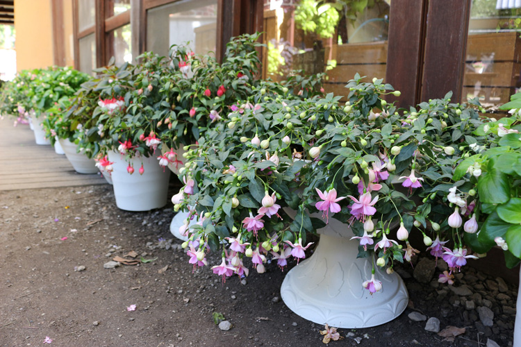 あまり日が当たりにくい場所でも育てられる シェードガーデン のお花たちをご紹介 サントリーフラワーズ 花とおしゃべりブログ