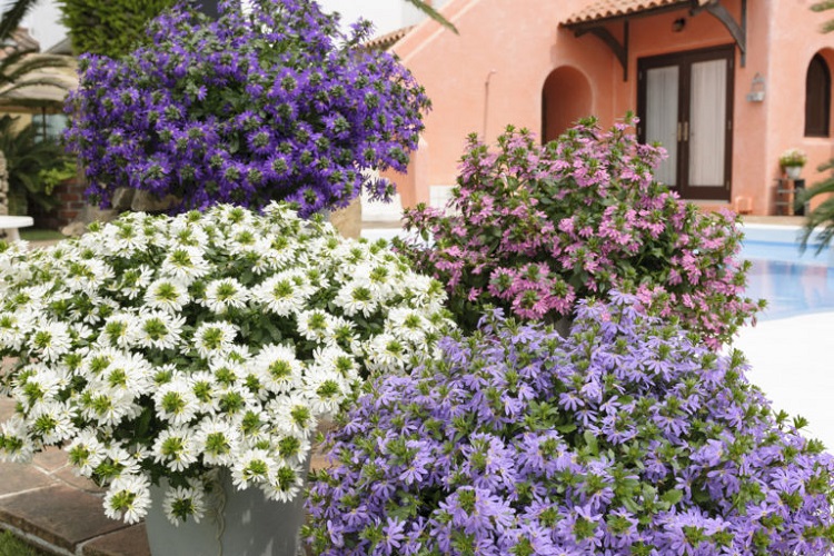サントリーフラワーズの 夏の暑さに強い花 をピックアップしました サントリーフラワーズ 花とおしゃべりブログ