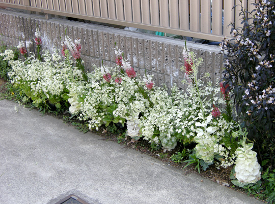 秋冬の花苗 ウインティー が販売スタートしました サントリーフラワーズ 花とおしゃべりブログ