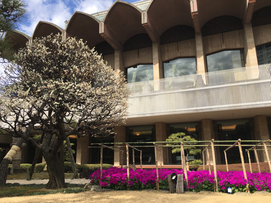 「セネッティ」がホテルニューオータニ（東京都）にて咲き誇っています。