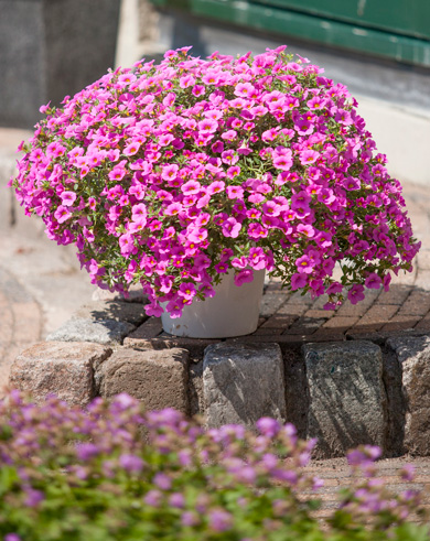 春の花苗 ミリオンベル が販売スタートしました サントリーフラワーズ 花とおしゃべりブログ
