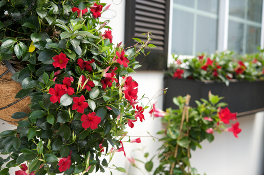 サンパラソル サンパラソルビューティの花苗が販売スタートします サントリーフラワーズ 花とおしゃべりブログ