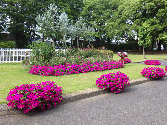サフィニアが「名城大学附属農場（愛知県）」にて素敵に咲きました。