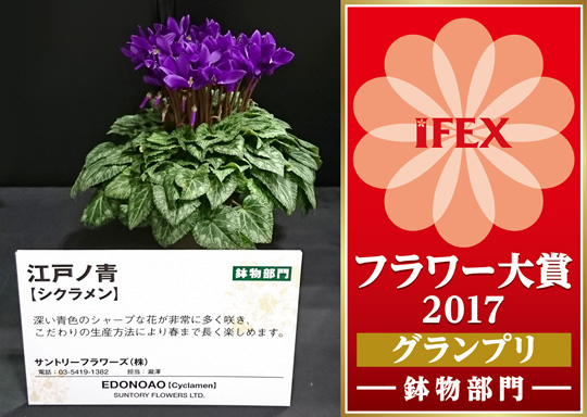 ブルーシクラメン 江戸ノ青（えどのあお）が「IFEX フラワー大賞 2017 鉢物部門 グランプリ」を受賞しました！