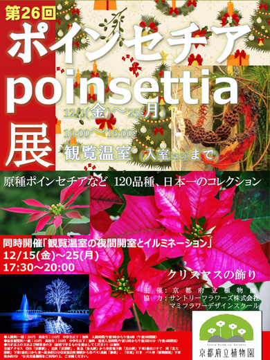 「プリンセチア」が京都府立植物園のポインセチア展にて2017年12月25日まで展示中です。