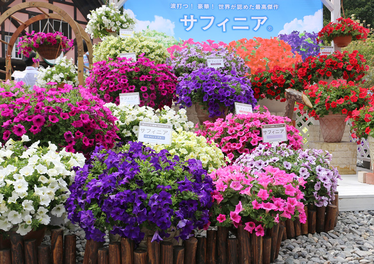 春の花苗 サフィニアシリーズ各種 ブリエッタ アズーロコンパクトが販売スタートしました サントリーフラワーズ 花とおしゃべりブログ