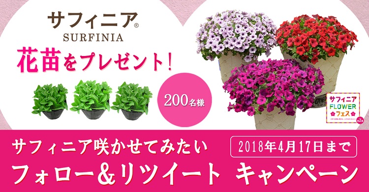 抽選でプレゼント サフィニア Flowerフェス の2つのキャンペーンがスタートしました サントリーフラワーズ 花とおしゃべりブログ