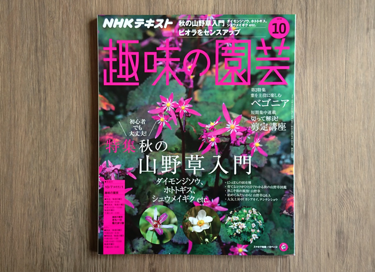 新登場の秋植え花苗「ミーテ」が趣味の園芸2018年10月号に掲載されました。