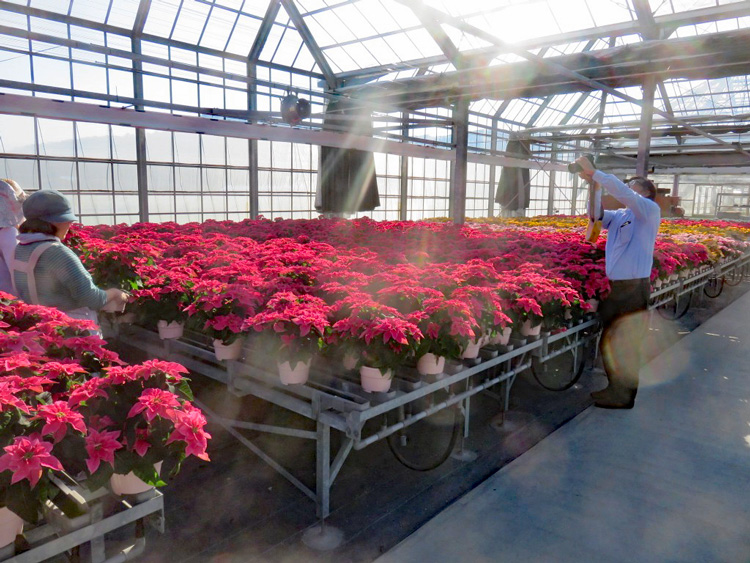 プリンセチア の生産農家さん 東京 愛知 の写真をご紹介 サントリーフラワーズ 花とおしゃべりブログ
