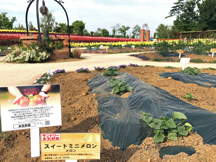 東武動物公園 埼玉県 のキッチンガーデンにて サントリー本気野菜 を栽培中です サントリーフラワーズ 花とおしゃべりブログ