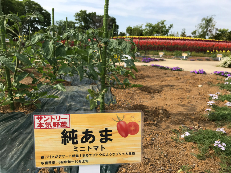 東武動物公園（埼玉県）のキッチンガーデンにて「サントリー本気野菜」を栽培中です！