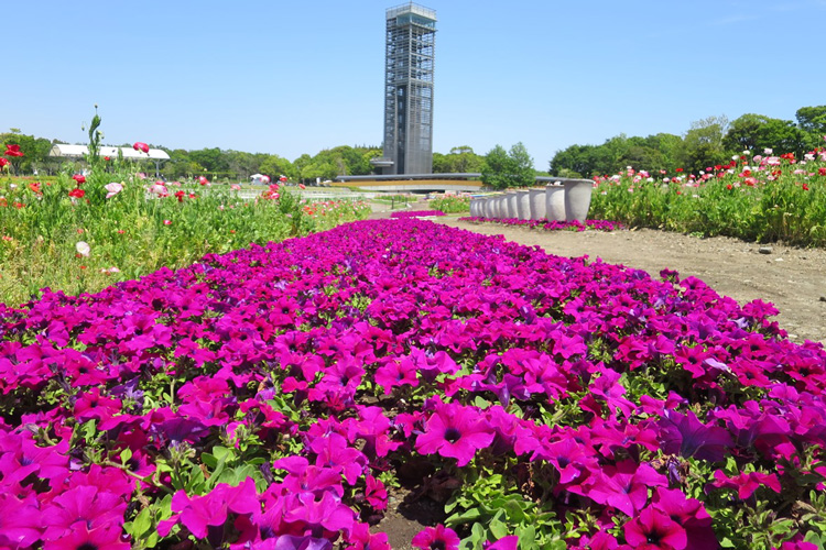 浜名湖ガーデンパークで「サフィニア」花植えワークショップを実施いたしました。