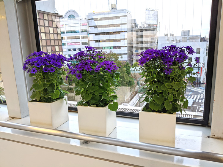 玉川高島屋s C 東京都 にサントリーフラワーズの花 セネッティ が飾られています 年1月 サントリーフラワーズ 花とおしゃべりブログ