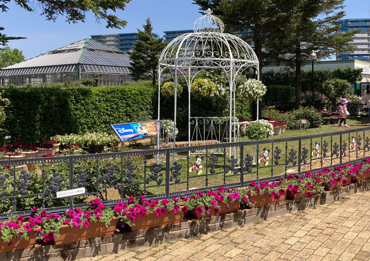 サフィニア が京成バラ園 千葉県 のローズガーデン スプリングフェスティバルにて咲いています サントリーフラワーズ 花とおしゃべりブログ