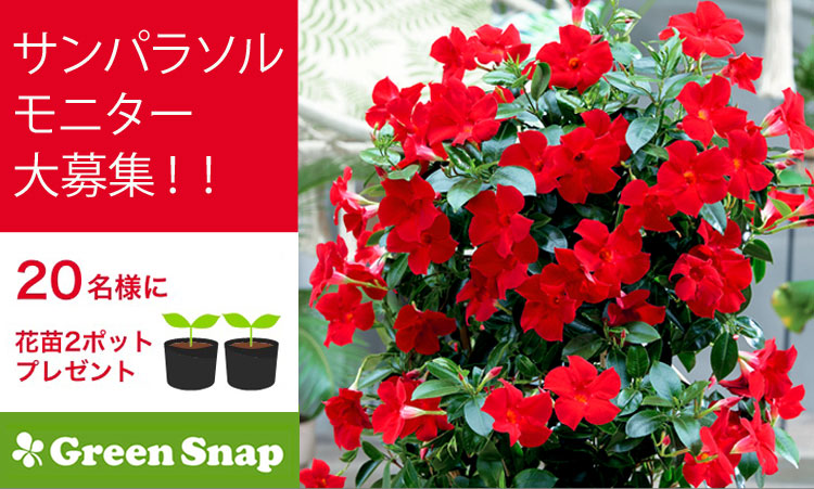 GreenSnap（グリーンスナップ）にて夏の花「サンパラソル」モニター大募集！
