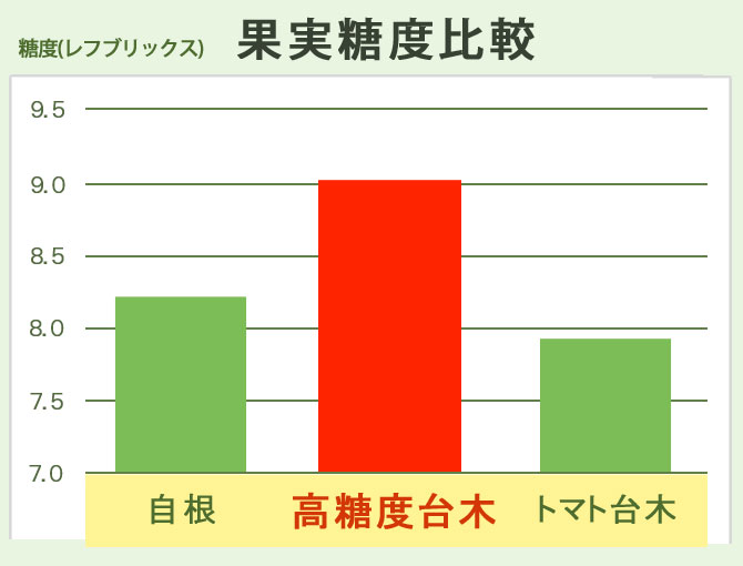 極上の甘さ！ミニトマト苗「純あま〈高糖度接木〉」