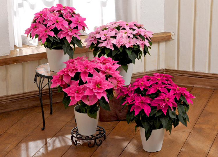 冬やクリスマスを彩る花鉢「プリンセチア」
