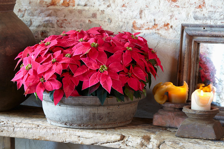 冬やクリスマスを彩る花鉢「プリンセチア」