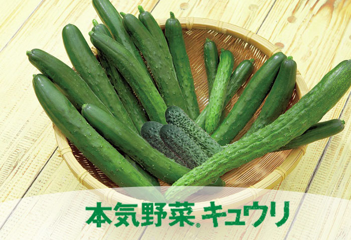 本気野菜きゅうり