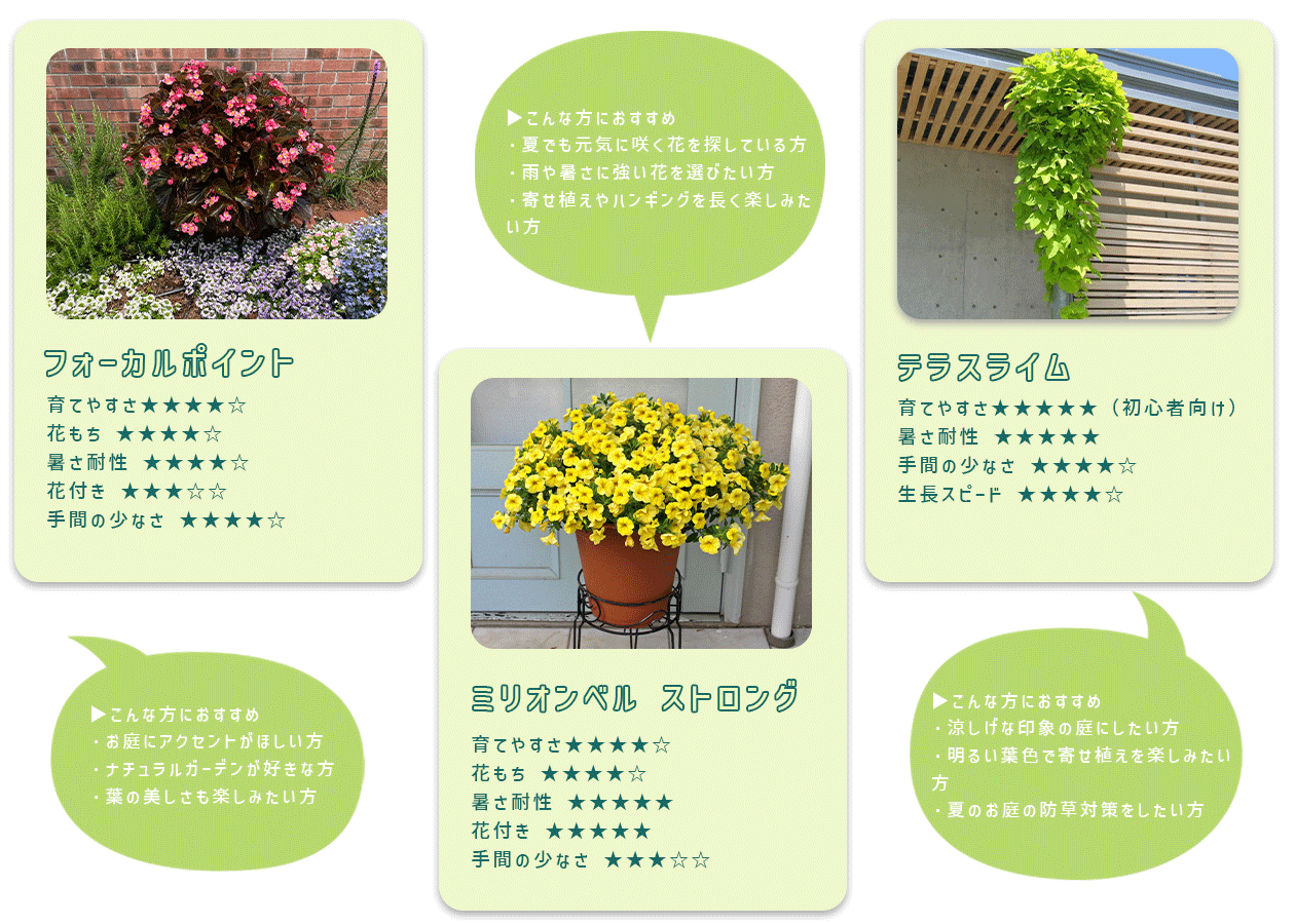 フォーカルポイント、ミリオンベル ストロング、テラスライム