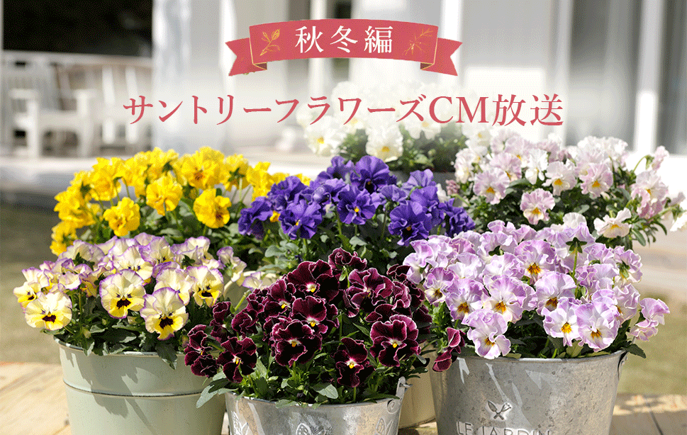 サントリーフラワーズの秋冬CMが放送されます