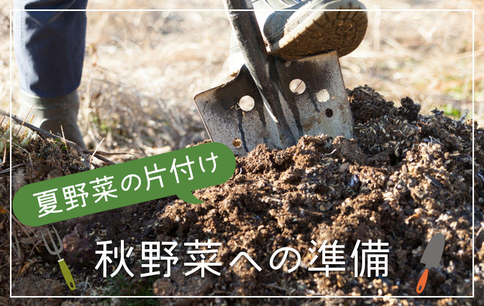 夏野菜の片付け