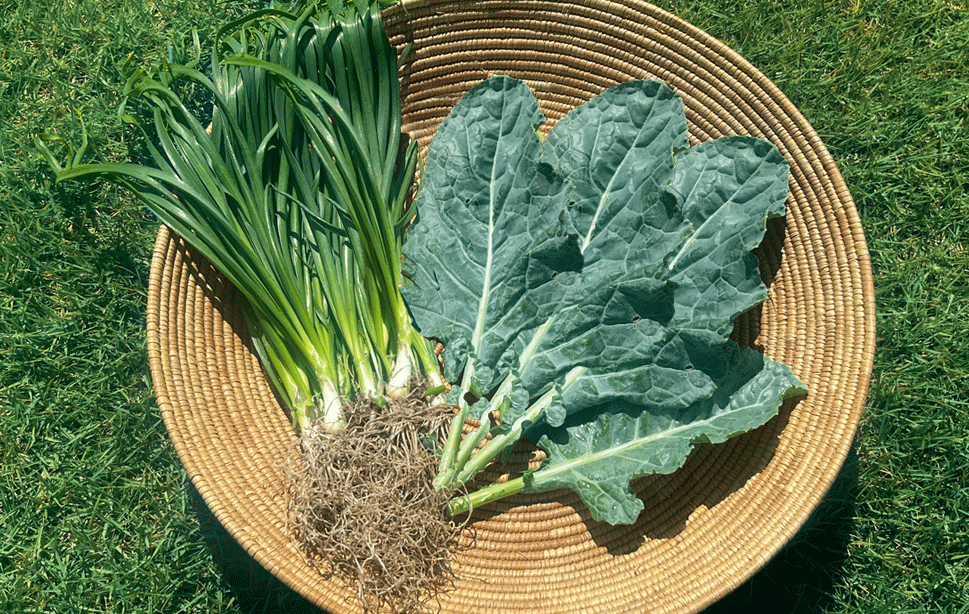 本気野菜美健菜果