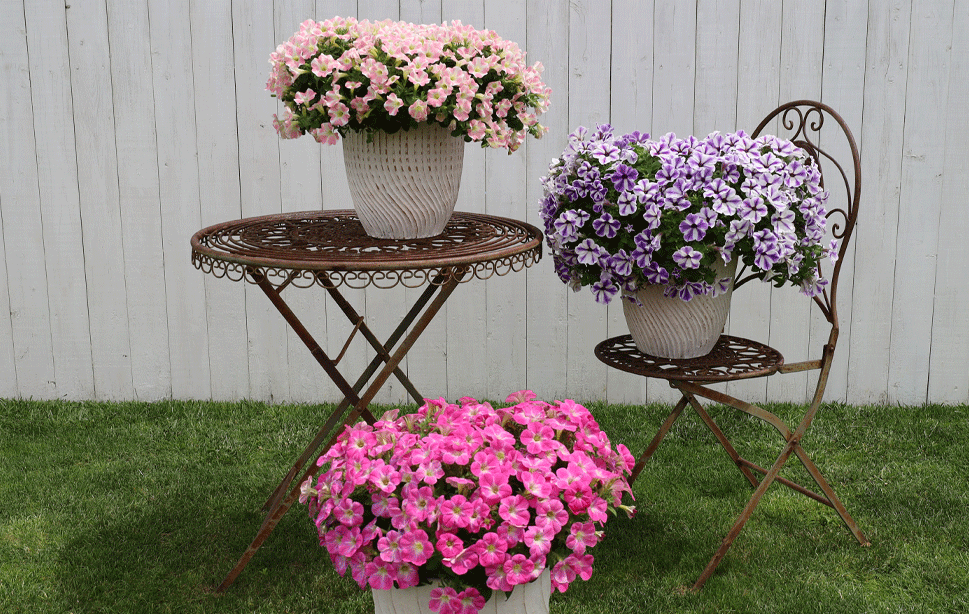 フェアリースター新色3色