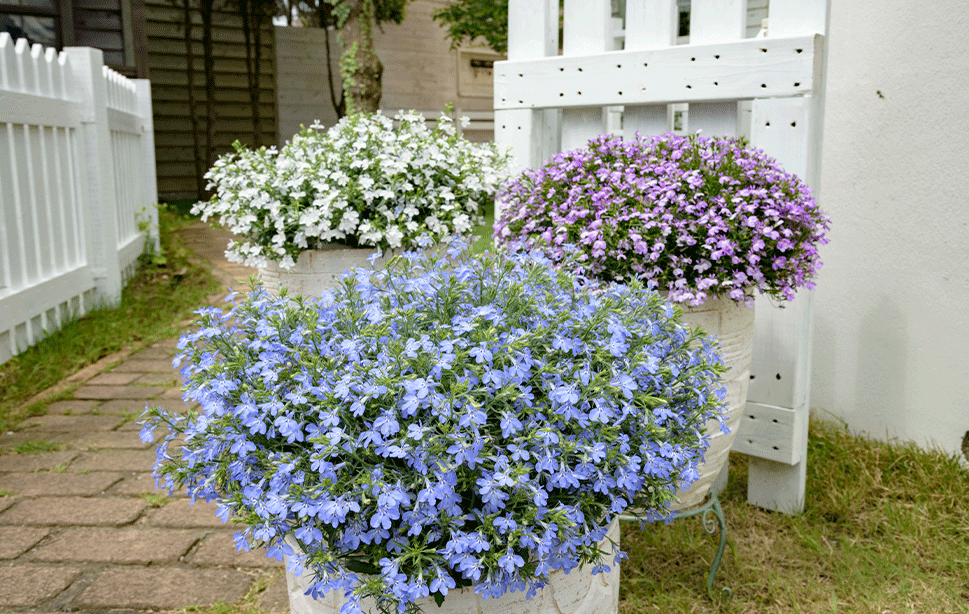 サンパラソルcollection