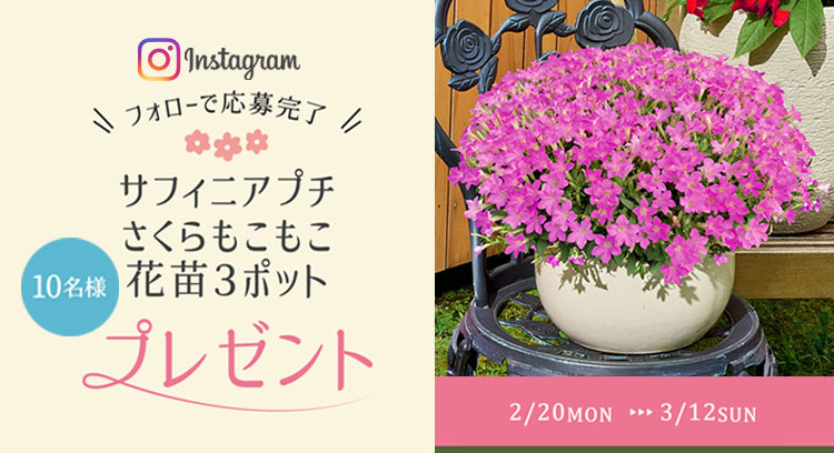 抽選で桜のように可愛らしい「サフィニアプチ」花苗プレゼント♪インスタグラムキャンペーン第1弾！
