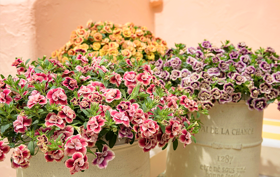 ミリオンベル プチホイップ