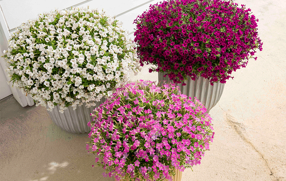 サフィニアプチ新色の2色