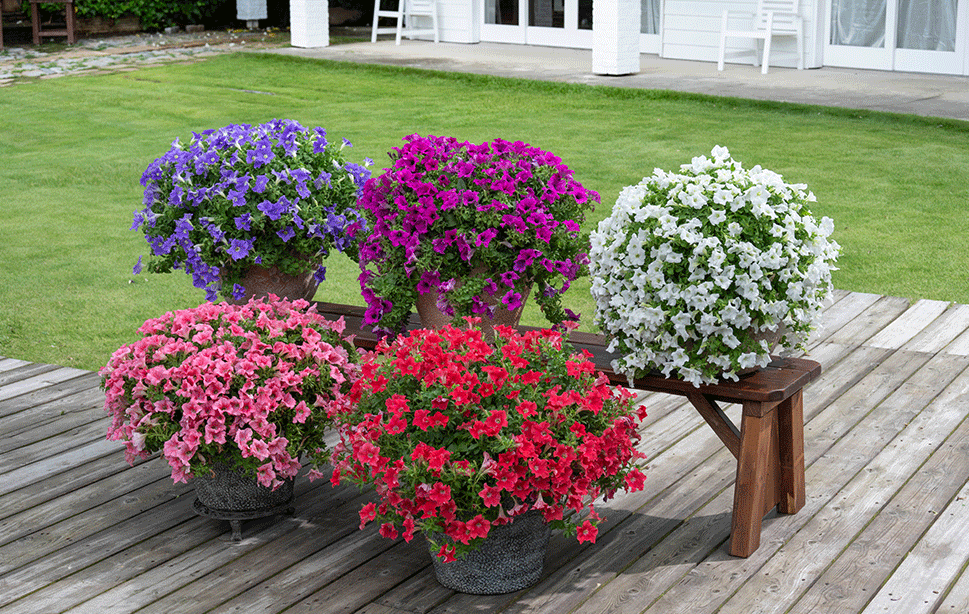 キャンディスパークル