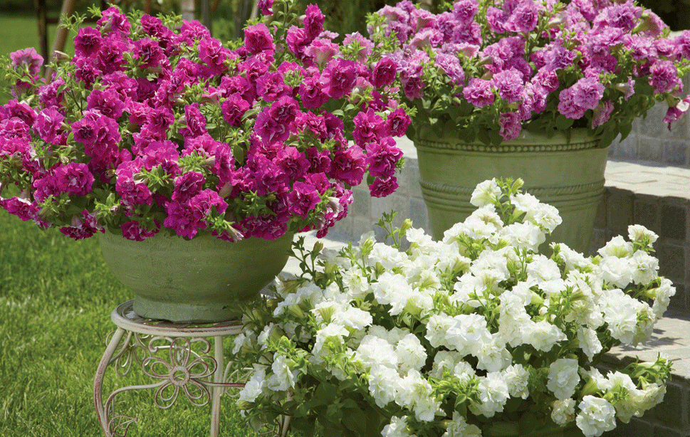 サフィニアフリル