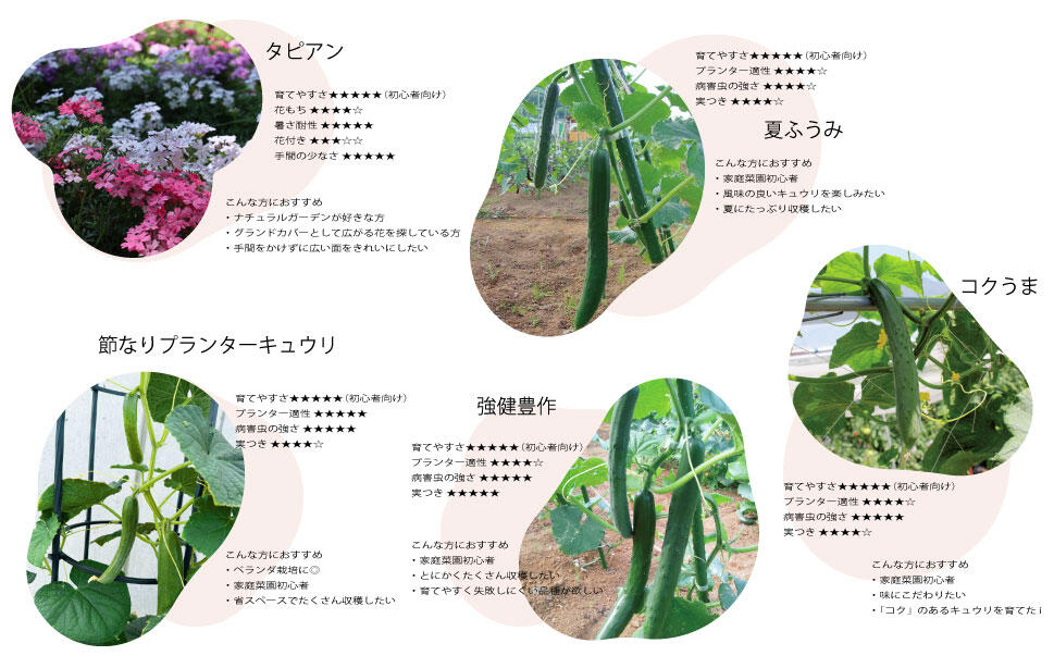 5月からでも植え付け野菜苗スイカ、ししとう