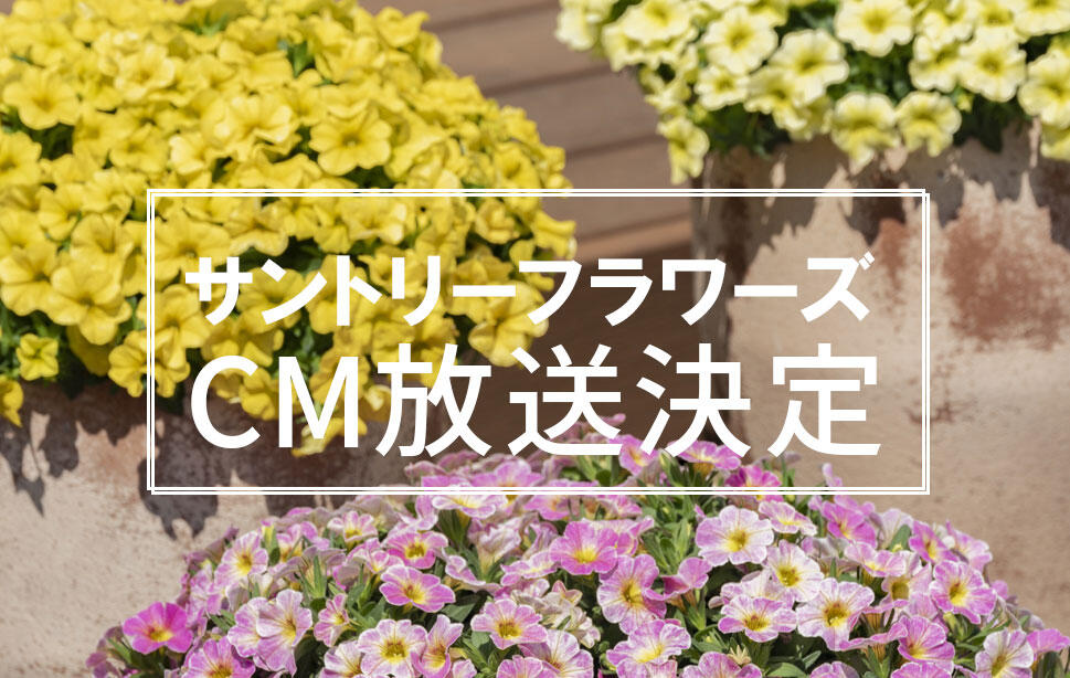 サントリーフラワーズのCMが放送されます