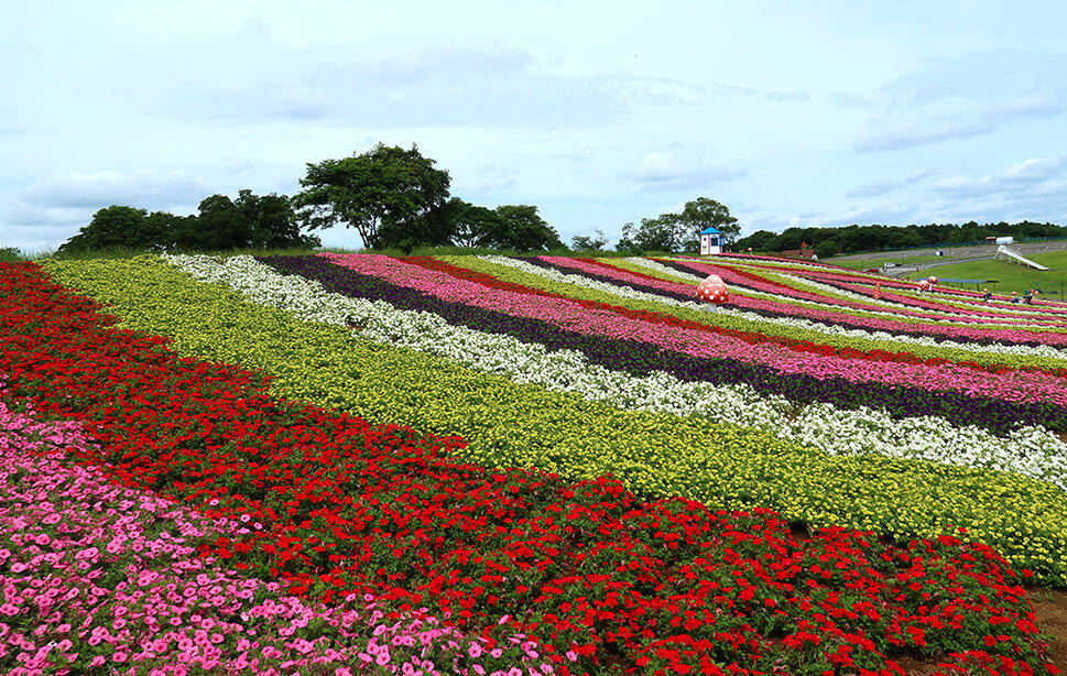 東京ドイツ村花壇の様子