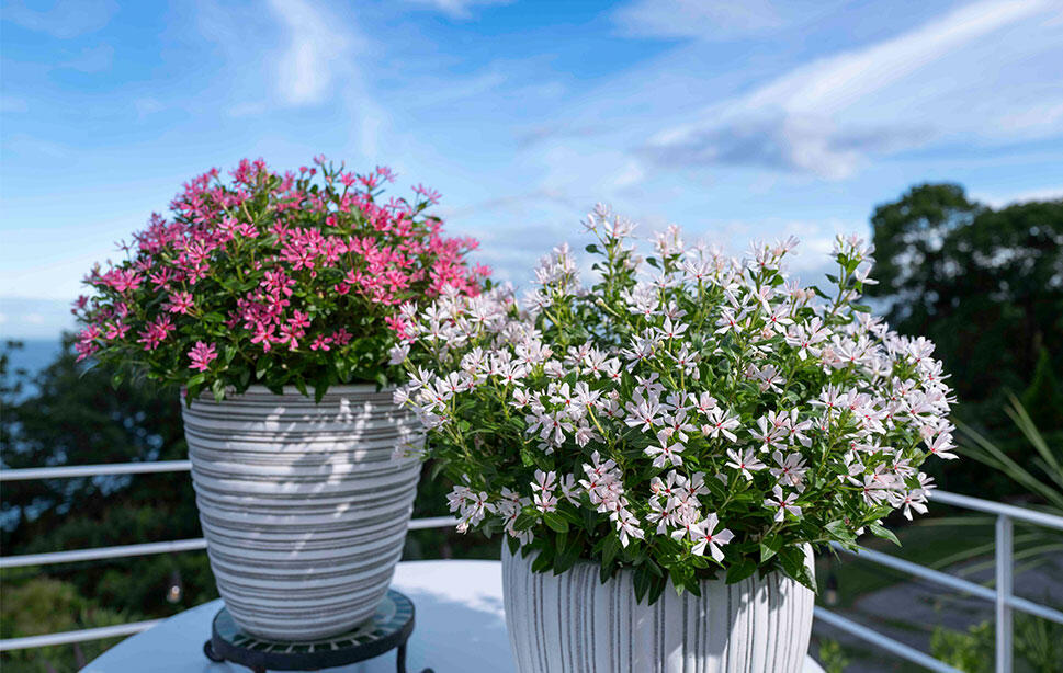 キャンディスパークル