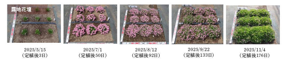 露地花壇施設の定植から栽培過程