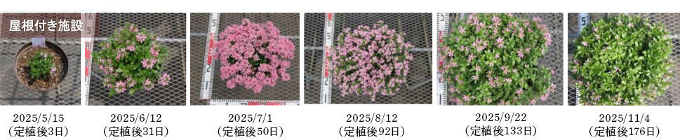 屋根付き施設の定植から栽培過程